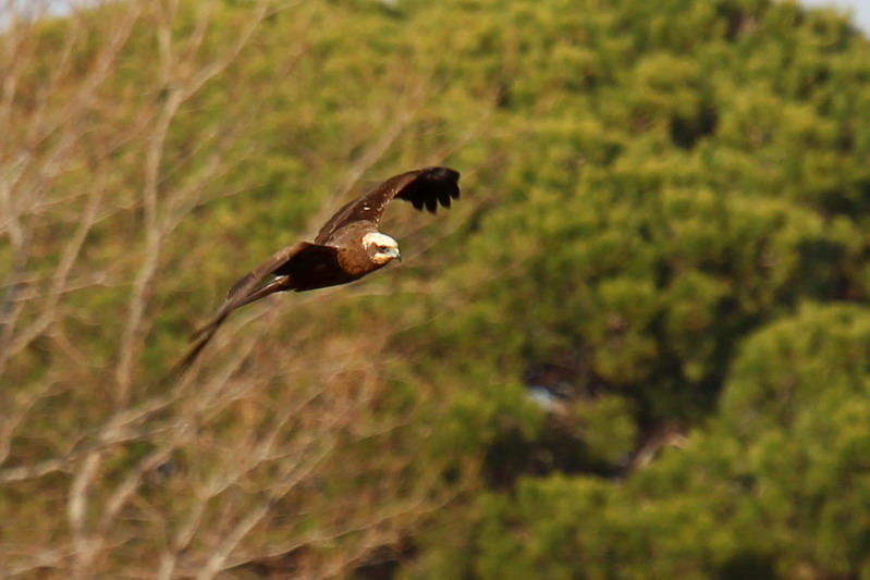 Falco di palude?